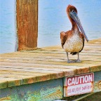 pelican